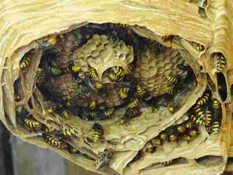 На Рівненщині від укусів шершнів загинув лісник