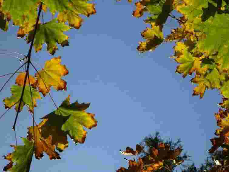 На День Незалежності в Західній Україні буде тепло