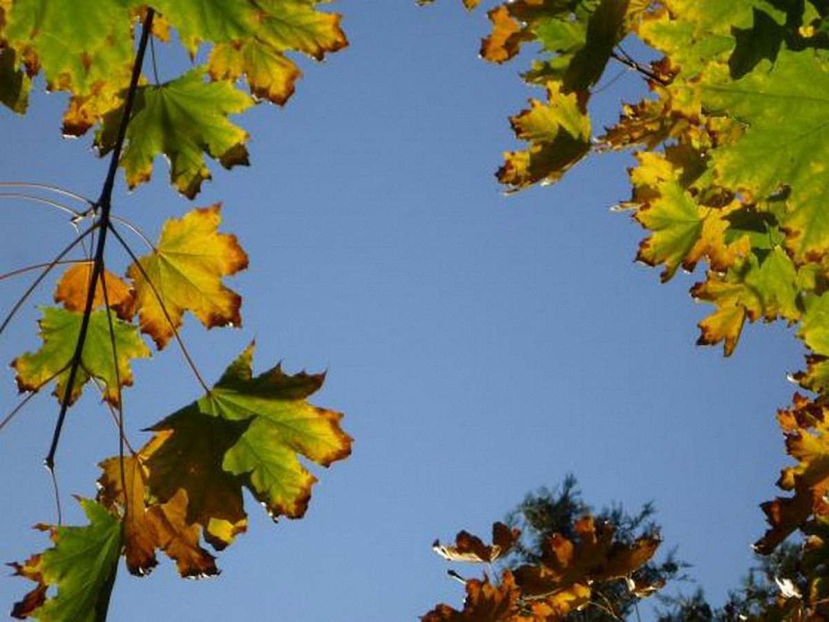 На День Незалежності в Західній Україні буде тепло