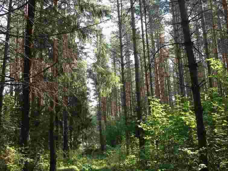 На Львівщині шукають чоловіка, який зник три дні тому