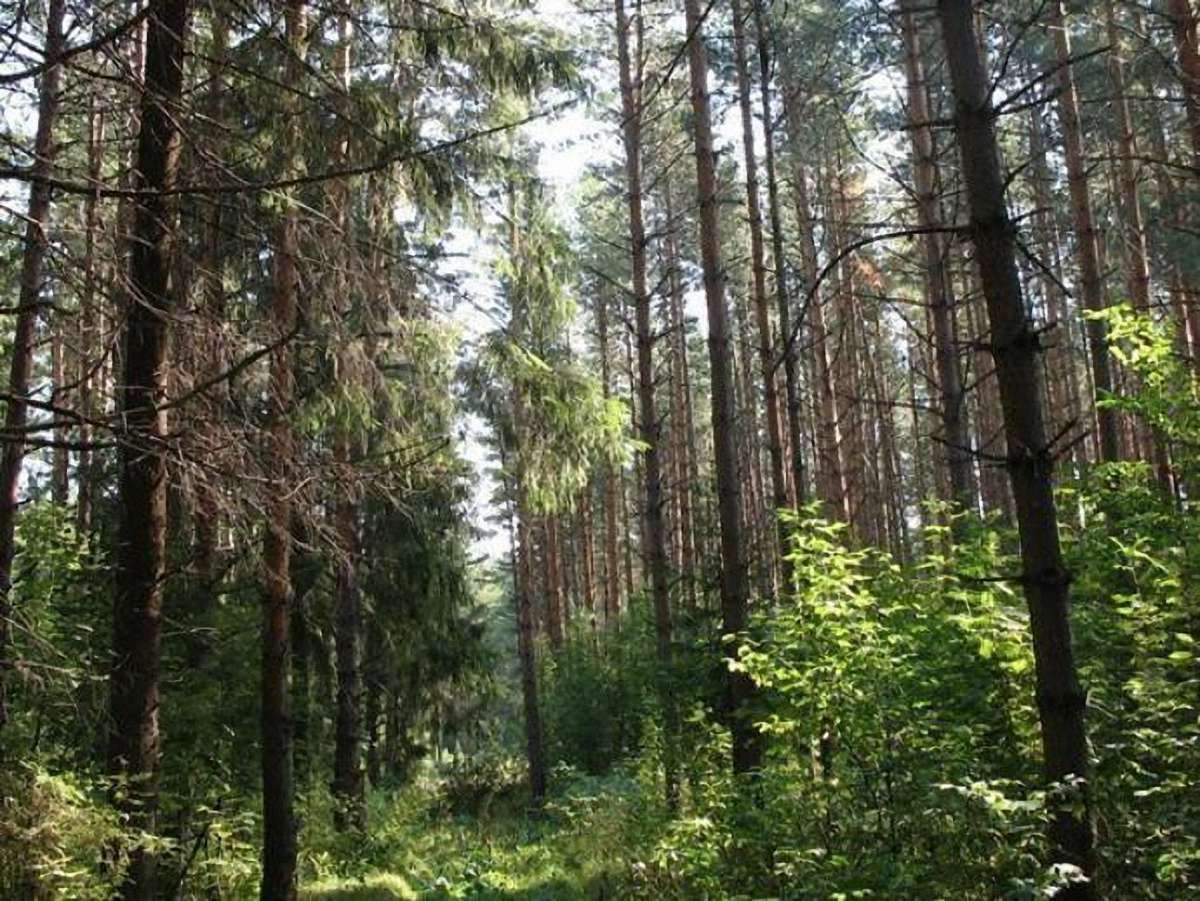 На Львівщині шукають чоловіка, який зник три дні тому