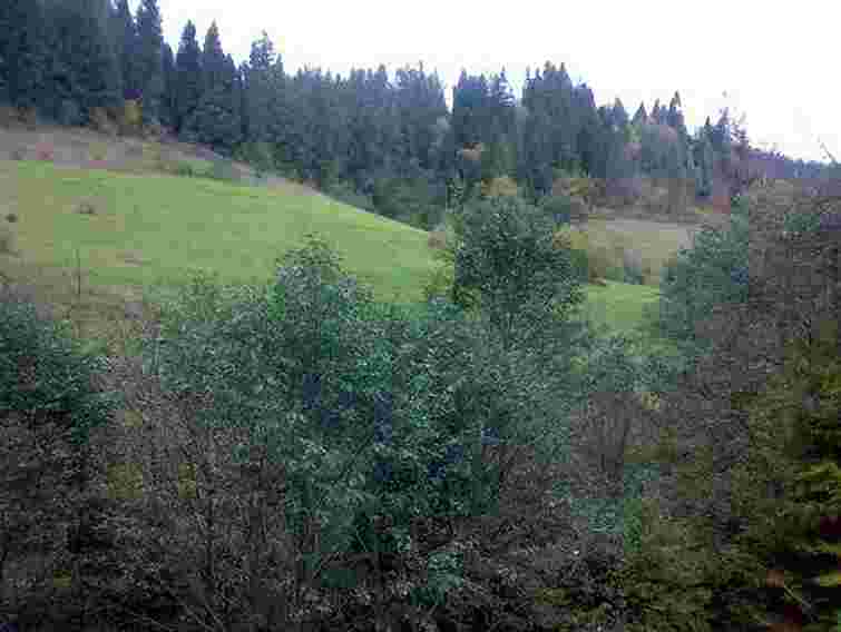 На Львівщині рятувальники знайшли подружжя, яке заблукало в лісі