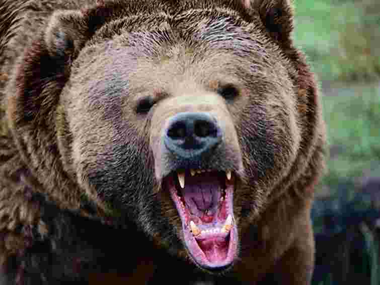 На Прикарпатті ведмідь напав на чоловіка