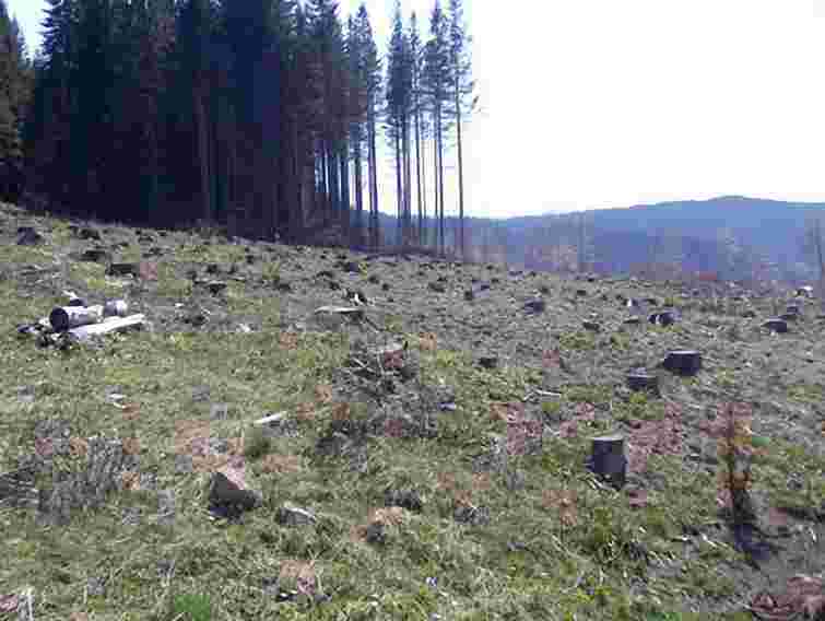 На Львівщині службовці лісгоспу допустили вирубку лісу на 330 тис. грн