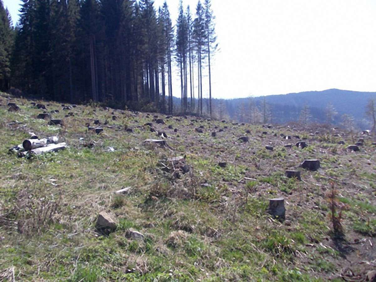 На Львівщині службовці лісгоспу допустили вирубку лісу на 330 тис. грн