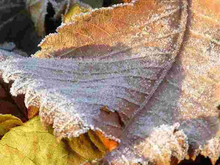 Завтра на заході вночі приморозки, вдень – до 16° тепла