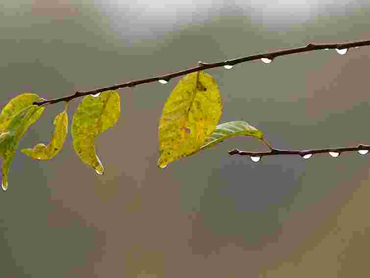 Зі середи синоптики прогнозують похолодання