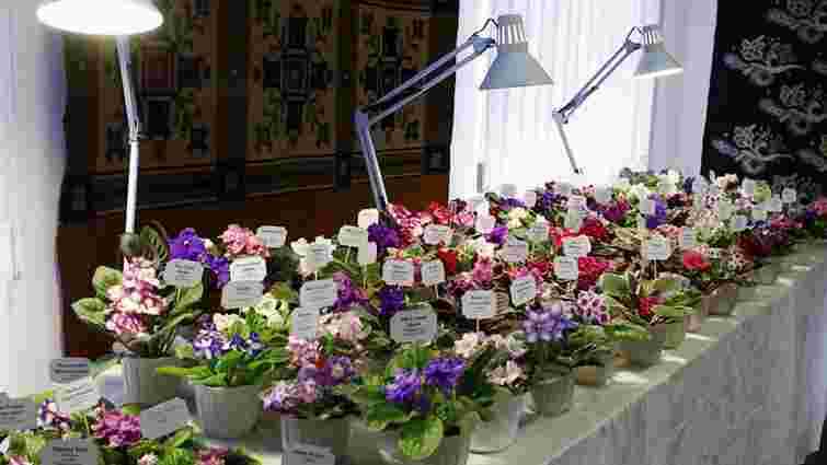 До Львова на виставку квітникарі привезли 300 сортів фіалок