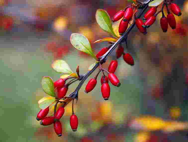 В Україні до кінця жовтня буде тепло і сухо