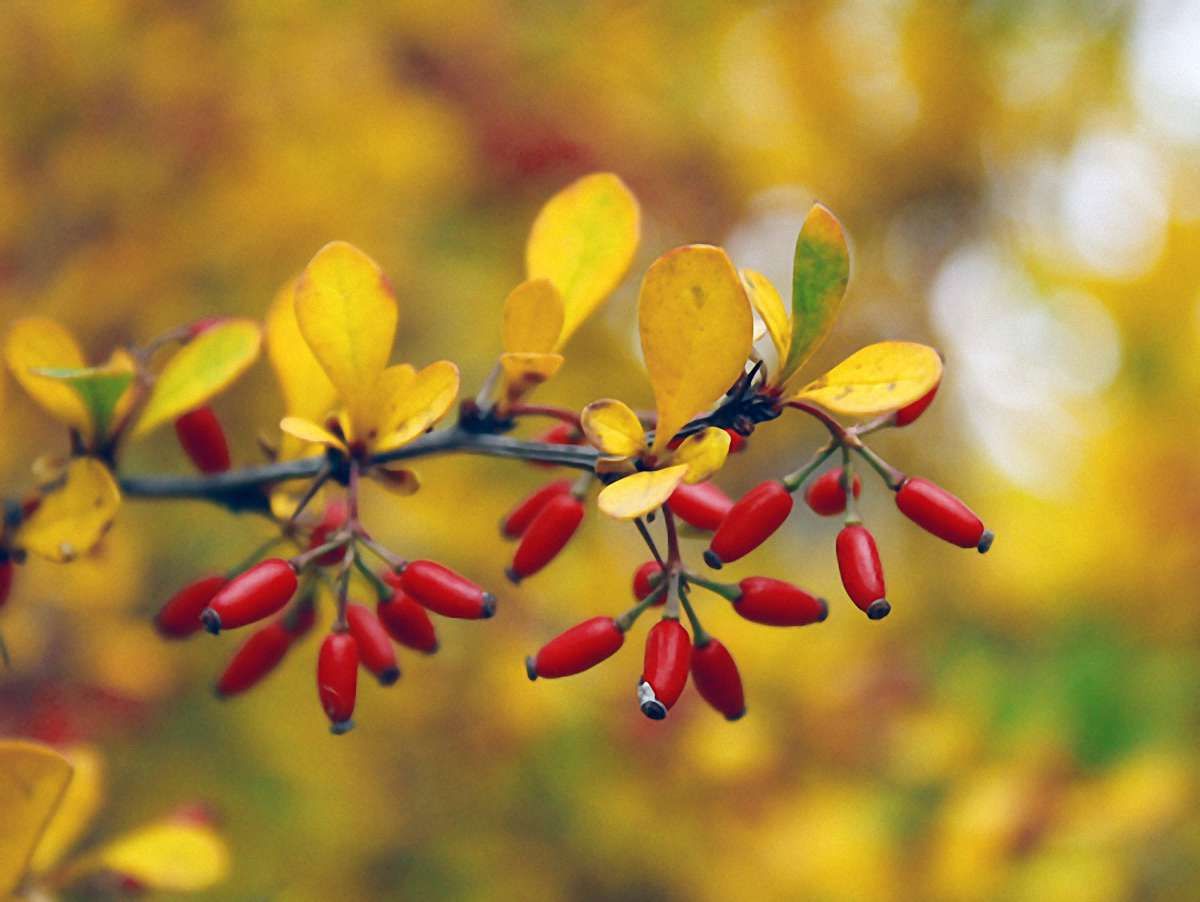 «Бабине літо» триває: завтра на заході температура сягне +21