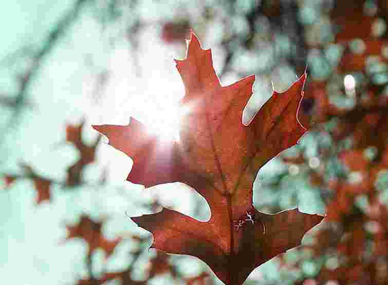 В останній день жовтня в Україні похолодає