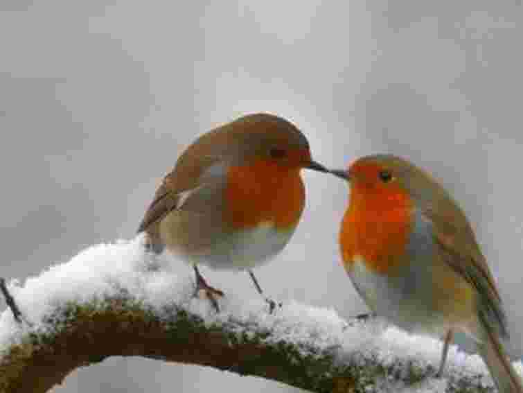 Зима в Україні буде теплою, – синоптики