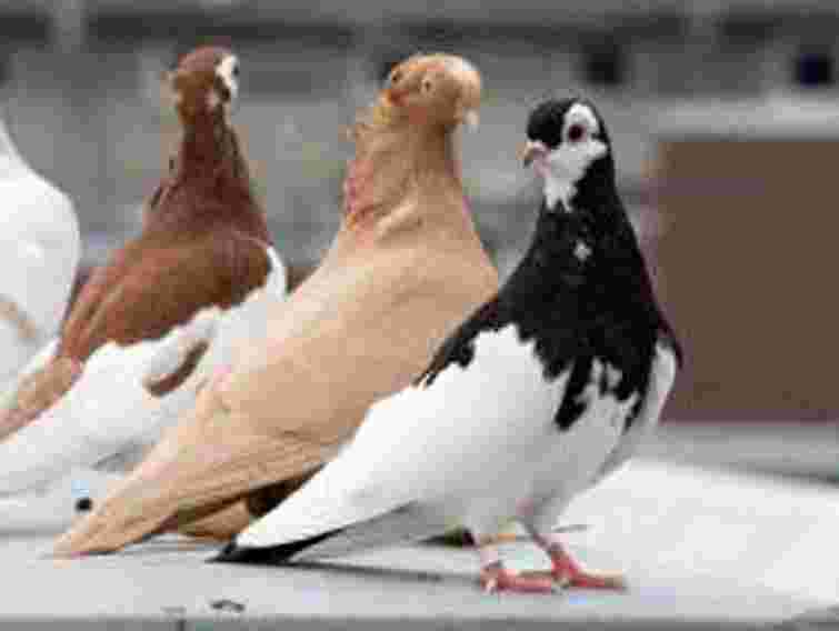 У Львові пройде всеукраїнська виставка голубів