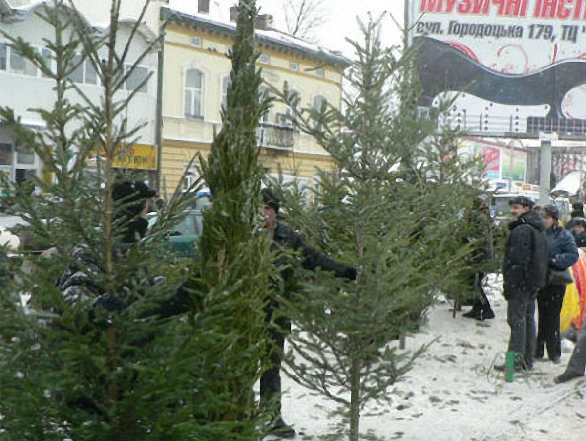 Львів’ян закликають не купувати живі ялинки
