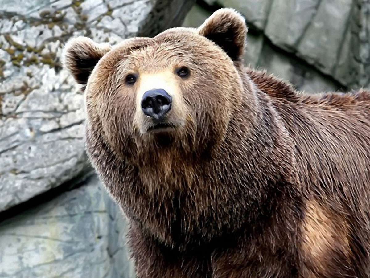 На Львівщині у неволі утримується бурий ведмідь