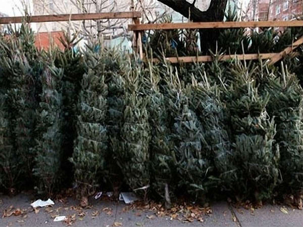 У Львові визначили місця для продажу ялинок (перелік)