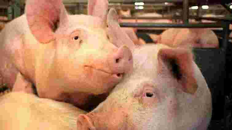 Через африканську чуму свиней на Луганщині оголошено карантин