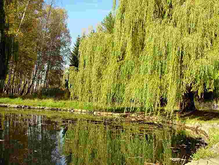 У парках Львова планують висадити понад 200 дерев