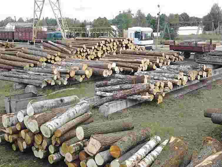 Стрийський лісгосп розтратив понад 17 млн грн бюджетних коштів