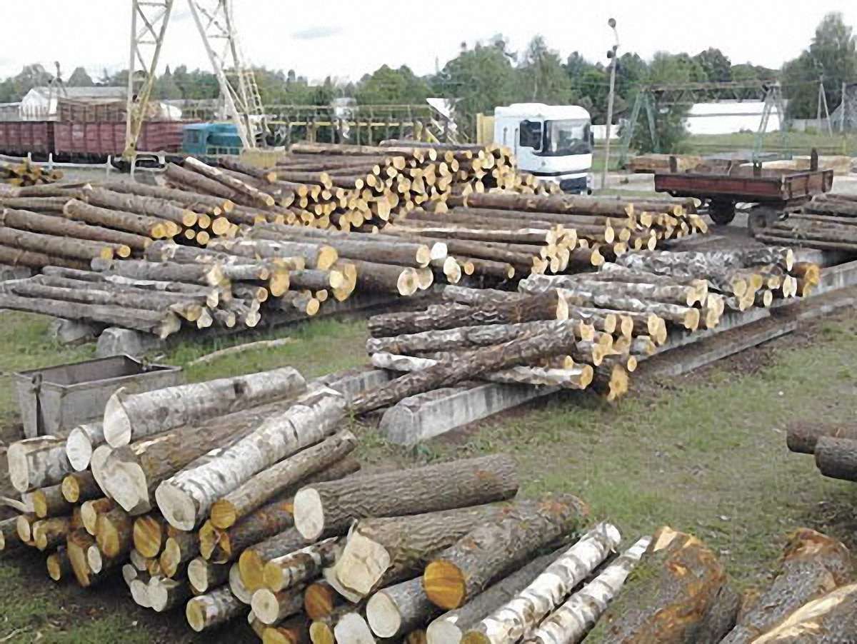 Стрийський лісгосп розтратив понад 17 млн грн бюджетних коштів