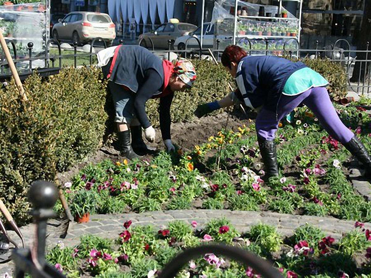 У Львові під час толоки висадять майже 500 дерев