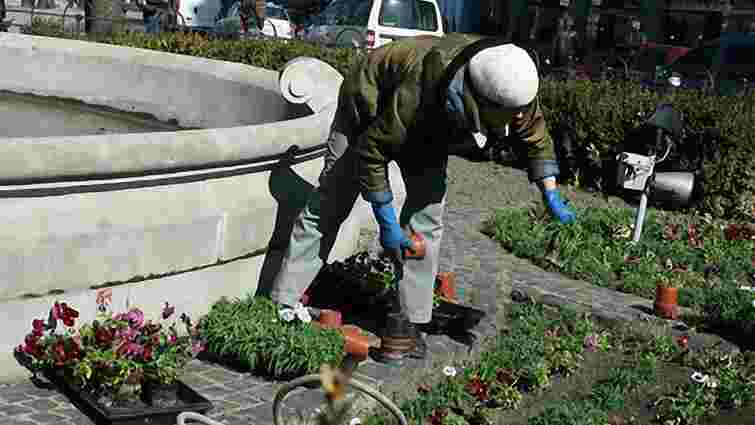 У центрі Львова з клумб крадуть квіти