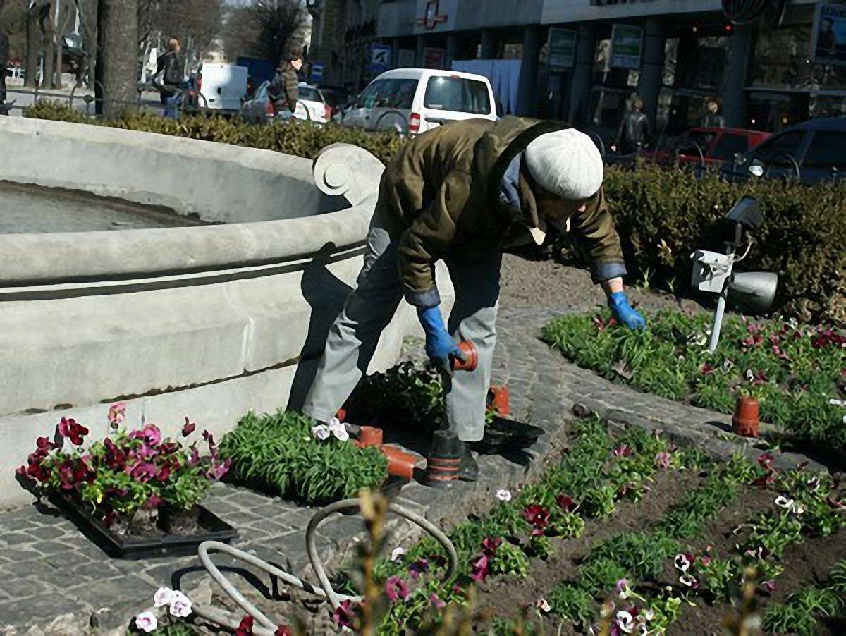 У центрі Львова з клумб крадуть квіти
