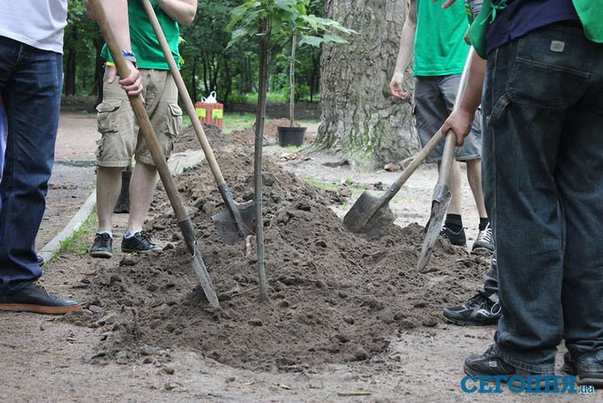 У Києві з'явилась кленова алея пам'яті загиблих бійців АТО