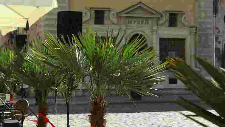 У центрі Львова з’явились тропічні пальми (фото)