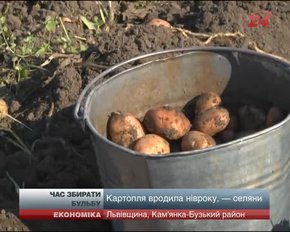 Аграрії Львівщини готуються до щедрого врожаю картоплі