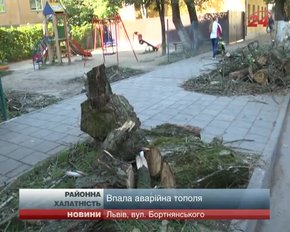 У Львові на вулиці, де впало дерево, перевірять усі інші