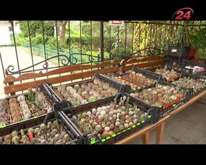 Львів’ян запрошують на виставку-продаж екзотичних кактусів та фіалок