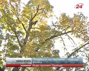 Німці вчать львів'ян, як правильно обрізати дерева