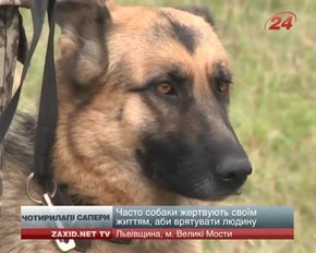 Собаки-сапери, яких видресирували у Великих Мостах, рятують життя військових на східному фронті