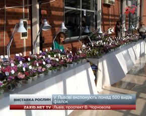 У Львові відкрили виставку фіалок