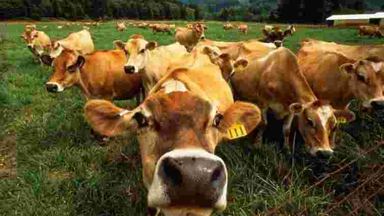 Російські вчені пропонують використовувати природний газ для годування корів