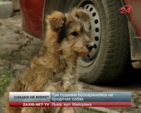 Для відлову безпритульних собак львівському КП «Лев» бракує засобів