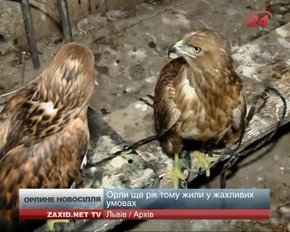 У Львові червонокнижних орлів переселили у новий вольєр