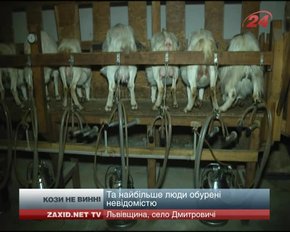 Через світловий колапс на Львівщині потерпають кози