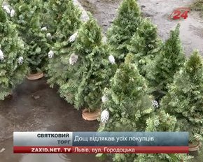 Ялинки у Львові цьогоріч дешевші, ніж торік