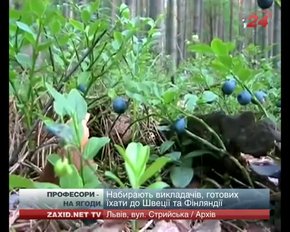 Львівським професорам пропонують заробляти на ягодах у Швеції