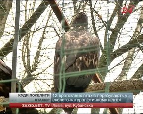 Львівський клуб орнітологів вимагає передати червонокнижних птахів заповідникам