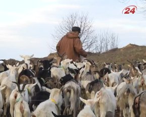 Як задобрити козу – символ 2015 року