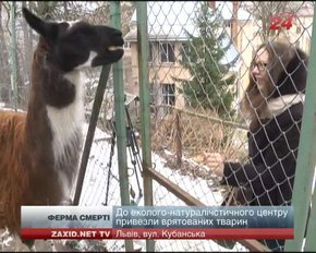 Львів'ян просять допомогти прогодувати тварин, яких врятували із "ферми смерті"
