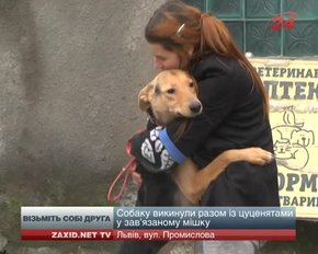 На вихідних в ЛКП «Лев» можна буде вибрати собі собаку