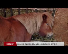 У Львівському еколого-натуралістиному центрі дочекалися поповнення