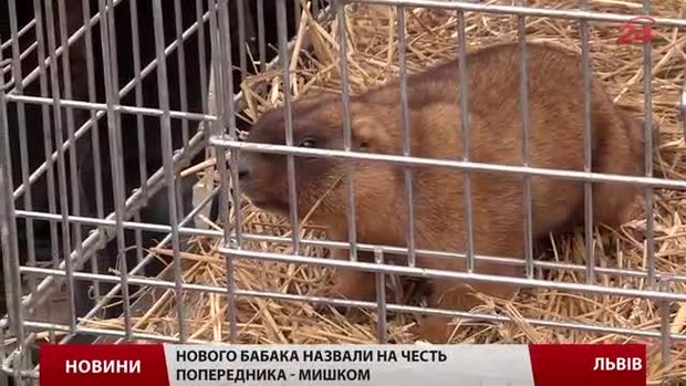 Львівські тварини віщують прихід весни через чотири тижні