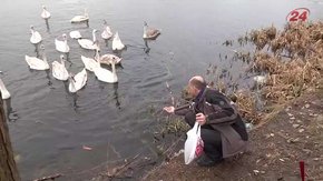 На жидачівському озері «поселилася» рекордна кількість лебедів