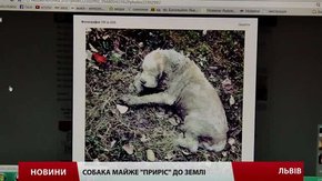Для порятунку безпритульного собаки львів’яни зібрали понад ₴5 тис.
