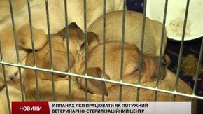 ЛКП "Лев" анонсувало велику програму стерилізації вуличних собак